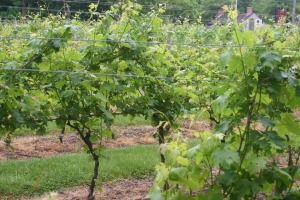 the Old Field Vineyards